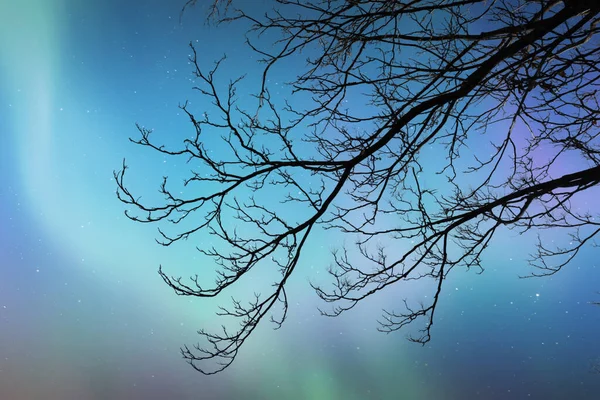 Зеленое Северное Сияние Ночное Небо Сквозь Ветви Деревьев — стоковое фото
