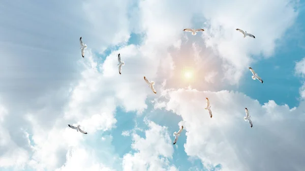 Bottom-up view of flock of seagulls flying through clouds in a sunny blue sky. 3D stretch ceiling decoration image.