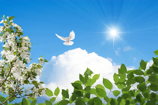 Dove flying among green tree leaves and white flowers. spring season beautiful sunny sky. bottom up view of sky