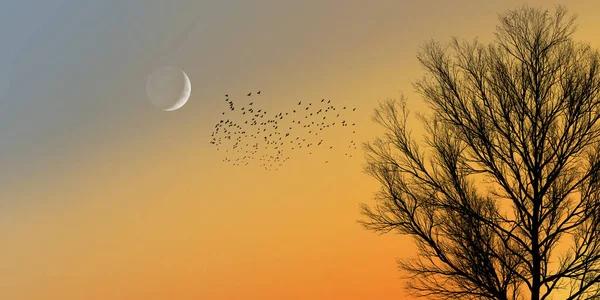 Půlměsíc Obloze Letící Hejno Ptáků Silueta Stromů Úžasném Západu Slunce — Stock fotografie