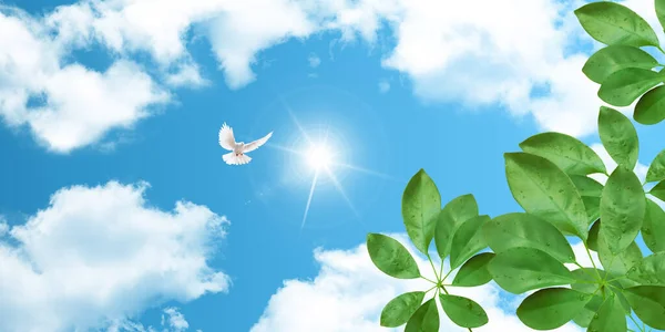 Green Tree Leaves Water Drop White Dove Flying Blue Sunny — Stock Photo, Image