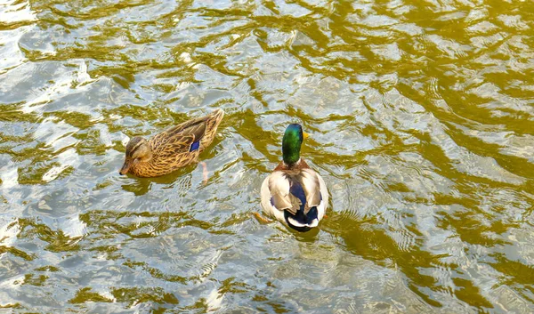 Brown and green headed wild ducks swimming calmly in the pond.