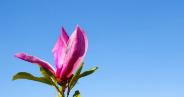 Taze pembe renk çiçek ve bulutsuz mavi gökyüzü.