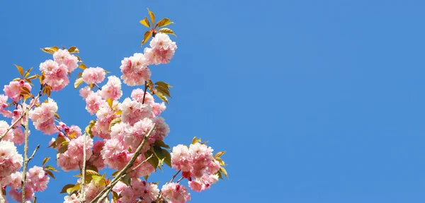 Wolkenloze Blauwe Lucht Roze Bloeiende Boomtakken Bodem Zicht Lucht Kan — Stockfoto
