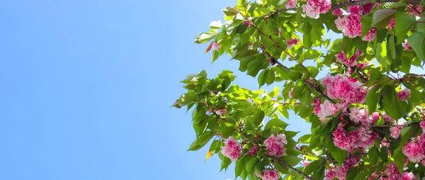 Cielo Azul Ramas Árboles Florecientes Primavera Vista Abajo Hacia Arriba — Foto de Stock