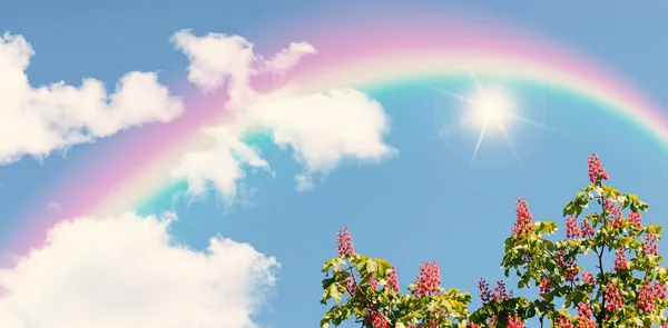 Sol Brillante Ramas Florecientes Árboles Arco Iris Cielo Después Lluvia — Foto de Stock
