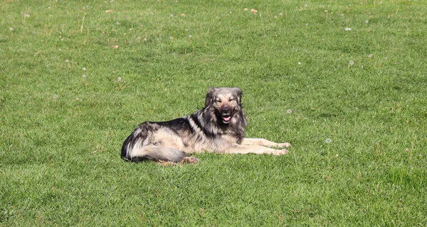 Gelukkig Lachend Schattig Hondje Liggend Het Gras — Stockfoto