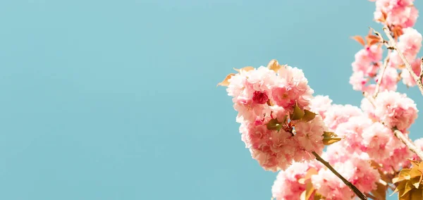 春天里 粉红绽放的树枝和天空 可用作伸展天花板装饰和自然背景 — 图库照片