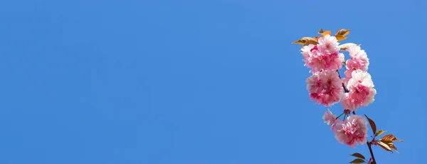 Cielo Blu Rami Albero Fiore Rosa Primavera Spazio Vuoto Testo — Foto Stock