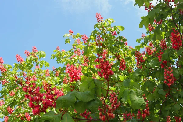 stock image Blooming tree branches and blue sky. Pink flowers and green leaves.