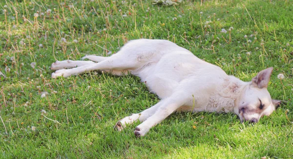 Trött Vit Hund Sover Gräset — Stockfoto