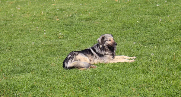 Çimlerin Üzerinde Yatan Mutlu Sevimli Köpeğin Yan Görünüşü — Stok fotoğraf