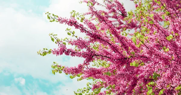 Recém Florescendo Galhos Árvores Com Flores Rosa Natureza Imagem Fundo — Fotografia de Stock