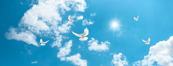 Sol Brilhante Belo Céu Azul Pombas Brancas Voando Entre Nuvens — Fotografia de Stock