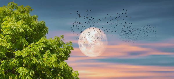 Полнолуние Закате Силуэт Летающих Птиц Зеленые Листья Деревьев Удивительный Природный — стоковое фото