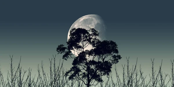 Der Mond Geht Mitternacht Hinter Trockenen Ästen Auf — Stockfoto