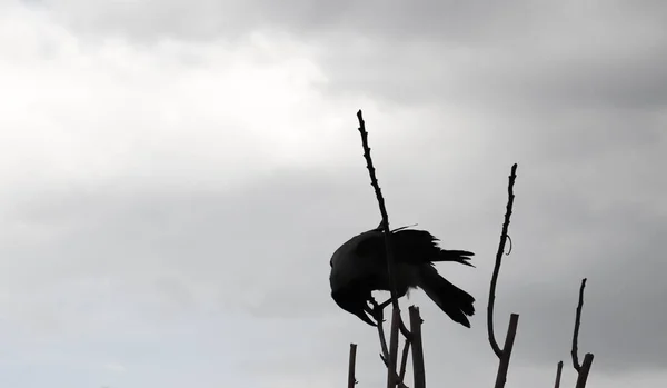 灰色的天空和栖息在树上的乌鸦的黑色轮廓 — 图库照片