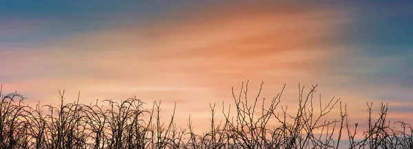 Friedliches Naturerlebnis Orangefarbener Himmel Büsche Und Sonnenuntergang Mit Sonnenlicht — Stockfoto