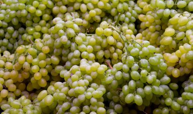 Yakın plan, doğal yeşil çekirdeksiz üzüm. Üzüm arka planı. Şarap üzümleri..