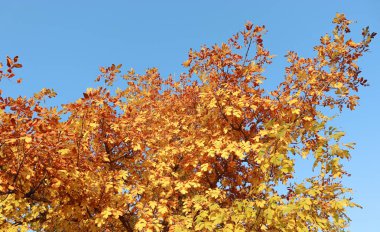 Sarı ağaç yaprakları. Sonbahar manzarası. Sonbahar sarı yapraklarının arka planı. Sonbahar arkaplanı