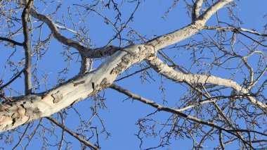 Kuru ağaç dalları ve mavi gökyüzü