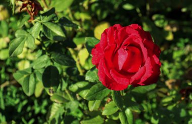 Tek kırmızı gül ve koyu yeşil arka plan bulanık. Seçici odak dahil.