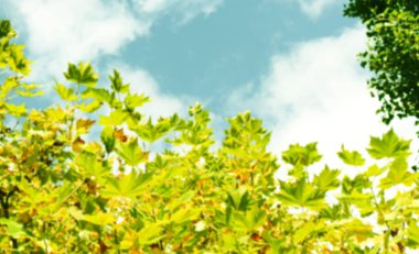 Arkaplan için bulanık yeşil ağaç yaprakları ve gökyüzü manzarası.