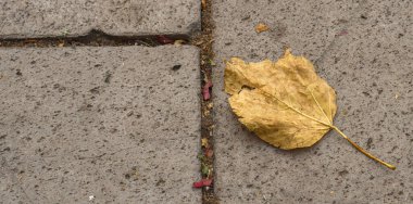 Tek bir kuru sarı yaprak kaldırıma düştü. Sonbahar mevsimi.