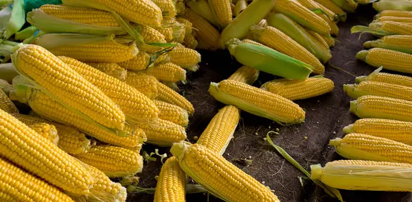 Fresh corn with leaves and cobs on the stall at the local market. Organic uncooked corn photo.