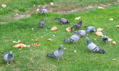 Bir grup güvercin yeşil çimlerin üzerinde ekmek kırıntıları yiyor.