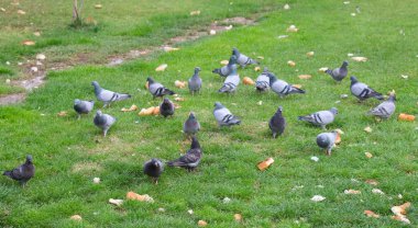 Yeşil çimlerde ekmek kırıntıları yiyen güvercinler.