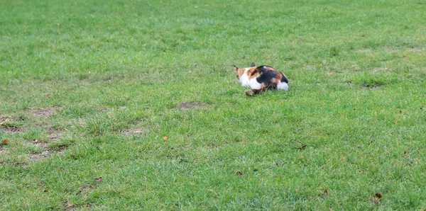 Yeşil çimlerin üzerinde yatan kedi. Kedi pusuda bekliyor.