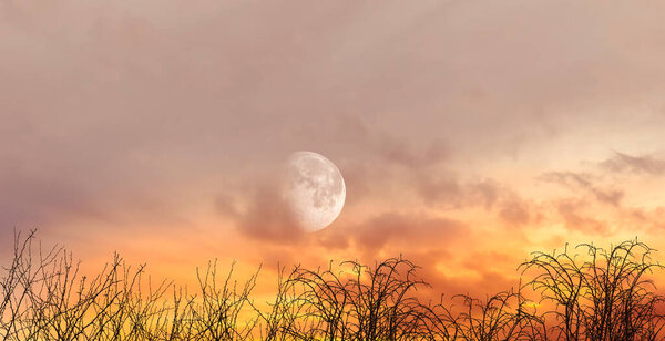 Sunset view in summer season. The moon rising among the clouds. Magnificent orange sunset view, silhouette of bushes.