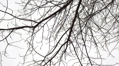 Yapraksız kuru ağaç dalları ve kışın gökyüzünün dipten görünüşü.