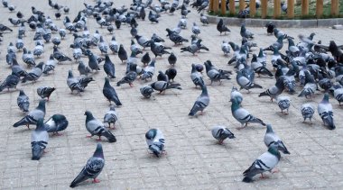Şehir meydanında bir sürü vahşi güvercin var. Bir grup güvercin..