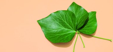 Kapalı büyük yeşil yapraklar.