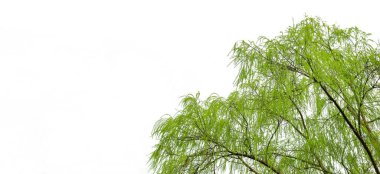 Beyaz arkaplanda yeşil ağaç dalı izole edildi