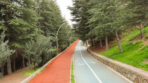 Bicycle and jogging track among green trees in public park.