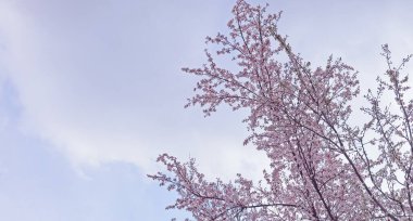 Taze açmış kiraz çiçekleri. Kiraz ağacı..