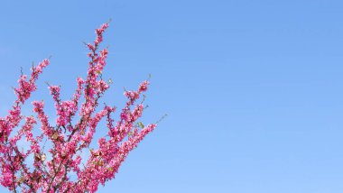 Mavi gökyüzü ve pembe çiçekli ağaç dalları