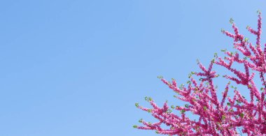 Bulutsuz mavi gökyüzü ve pembe çiçekli ağaç dalları. Bahar arkaplanı.