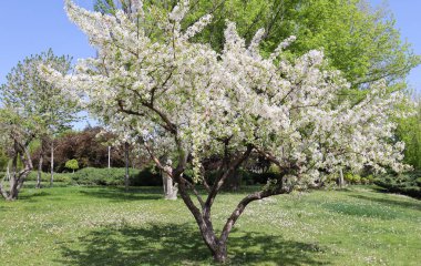 Baharda meyve bahçesinde beyaz çiçekler açan meyve ağacı.