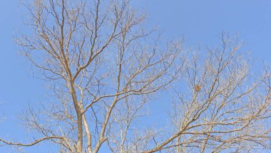 Kahverengi yapraksız kuru ağaç dalları ve mavi gökyüzü
