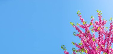 Bulutsuz mavi gökyüzü ve pembe çiçek açan ağaç dalları.