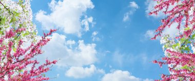 Gergin tavan gökyüzü modeli. Mavi gökyüzüne karşı pembe ve beyaz çiçekler. Yeni açmış ağaç dallarının dipteki görünümü.