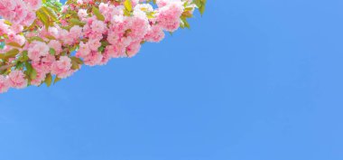 Pembe kiraz çiçekleri ve mavi gökyüzü. 