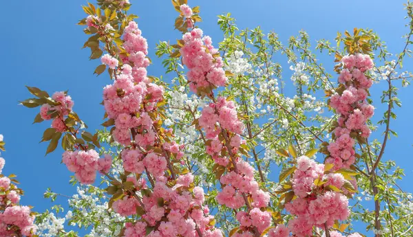 Růžový Bílý Kvetoucí Strom Modré Nebe Jaře — Stock fotografie