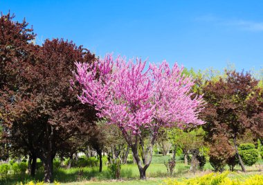 Parkta pembe çiçek açan kiraz ağacı