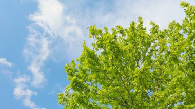 Yeşil ağaç yaprakları ve gökyüzü. Mavi gökyüzü, bulutlar ve ağaç tepesi.