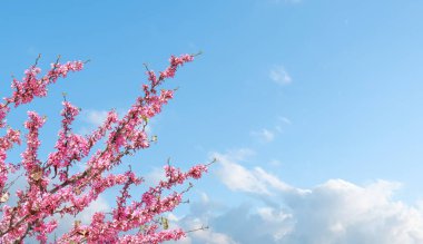 Bahar çiçekleri. Açık mavi gökyüzü arka planında pembe çiçekli kiraz ağacı dalları. 